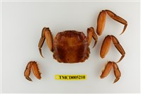 藏品(臺灣扁絨螯蟹)的圖片